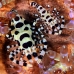 shrimp_coleman_bhr_tam_v_0379_bal6241.jpg